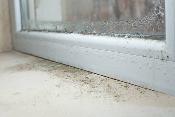 Mold Inspection, Removal & Remediation